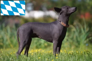 Read more about the article Xolo tenyésztők és kölykök Bajorországban