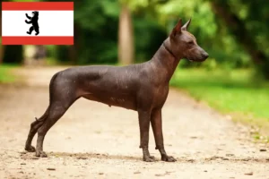 Read more about the article Xolo tenyésztők és kölykök Berlinben