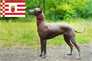 Read more about the article Xolo tenyésztők és kiskutyák Brémában