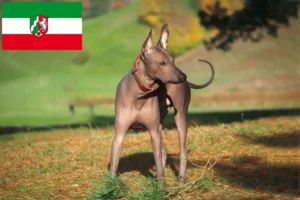 Read more about the article Xolo tenyésztők és kiskutyák Észak-Rajna-Vesztfália területén
