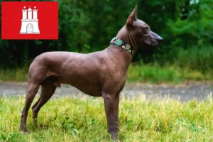 Read more about the article Xolo tenyésztők és kölykök Hamburgban