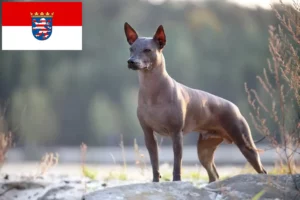 Read more about the article Xolo tenyésztők és kiskutyák Hessenben