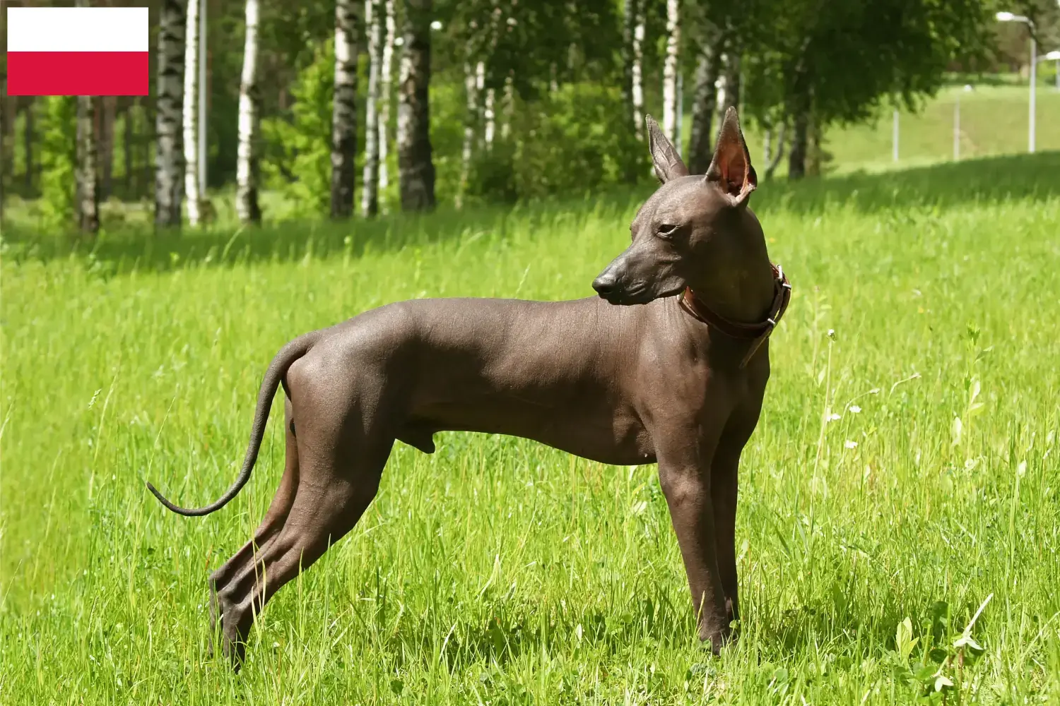 Xolo kiskutyák és tenyésztők Lengyelország Lengyelországi Xolos tenyésztőket itt találsz.