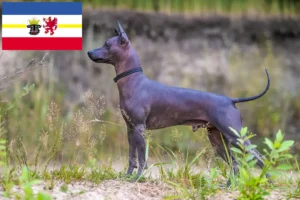 Read more about the article Xolo tenyésztők és kiskutyák Mecklenburg-Vorpommern tartományban