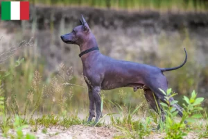 Read more about the article Xolo tenyésztők és kiskutyák Olaszországban
