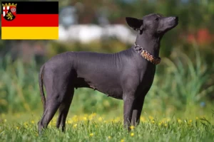 Read more about the article Xolo tenyésztők és kiskutyák Rajna-vidék-Pfalzban