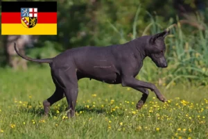 Read more about the article Xolo tenyésztők és kölykök Saarlandban