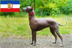 Read more about the article Xolo tenyésztők és kiskutyák Schleswig-Holstein tartományban