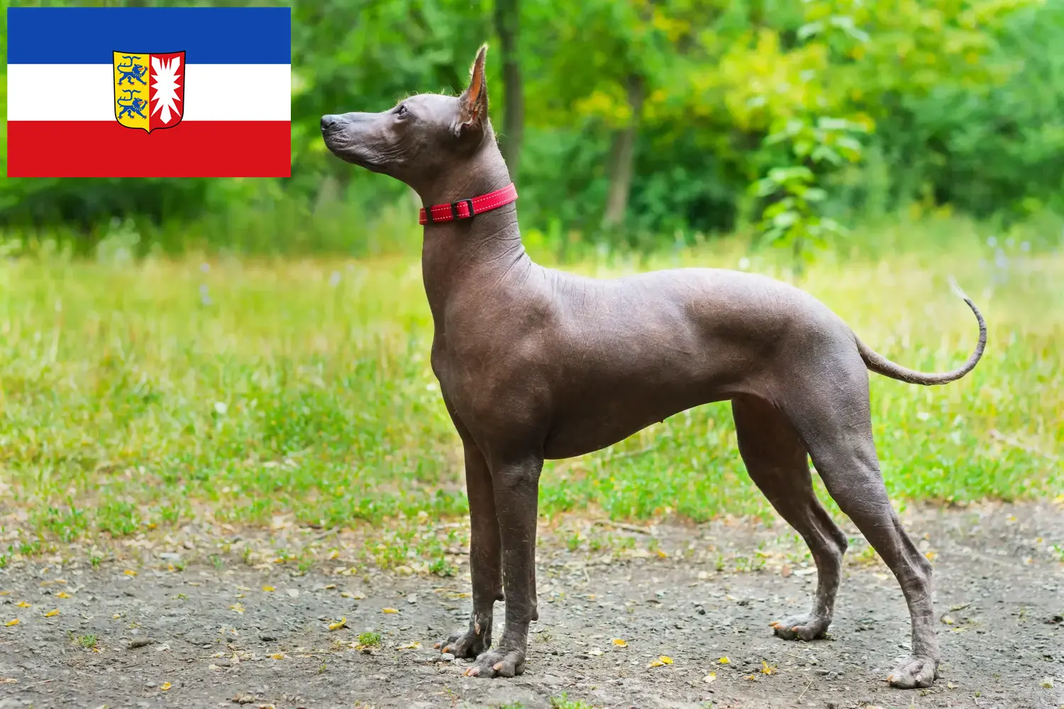 Xolo kölyökkutyák és tenyésztők Schleswig-Holstein Itt talál Xolos tenyésztőket Schleswig-Holsteinben.