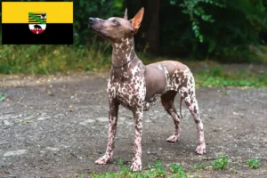 Read more about the article Xolo tenyésztők és kiskutyák Szász-Anhaltban