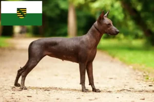 Read more about the article Xolo tenyésztők és kiskutyák Szászországban