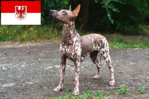 Read more about the article Xolo tenyésztők és kölykök Brandenburgban
