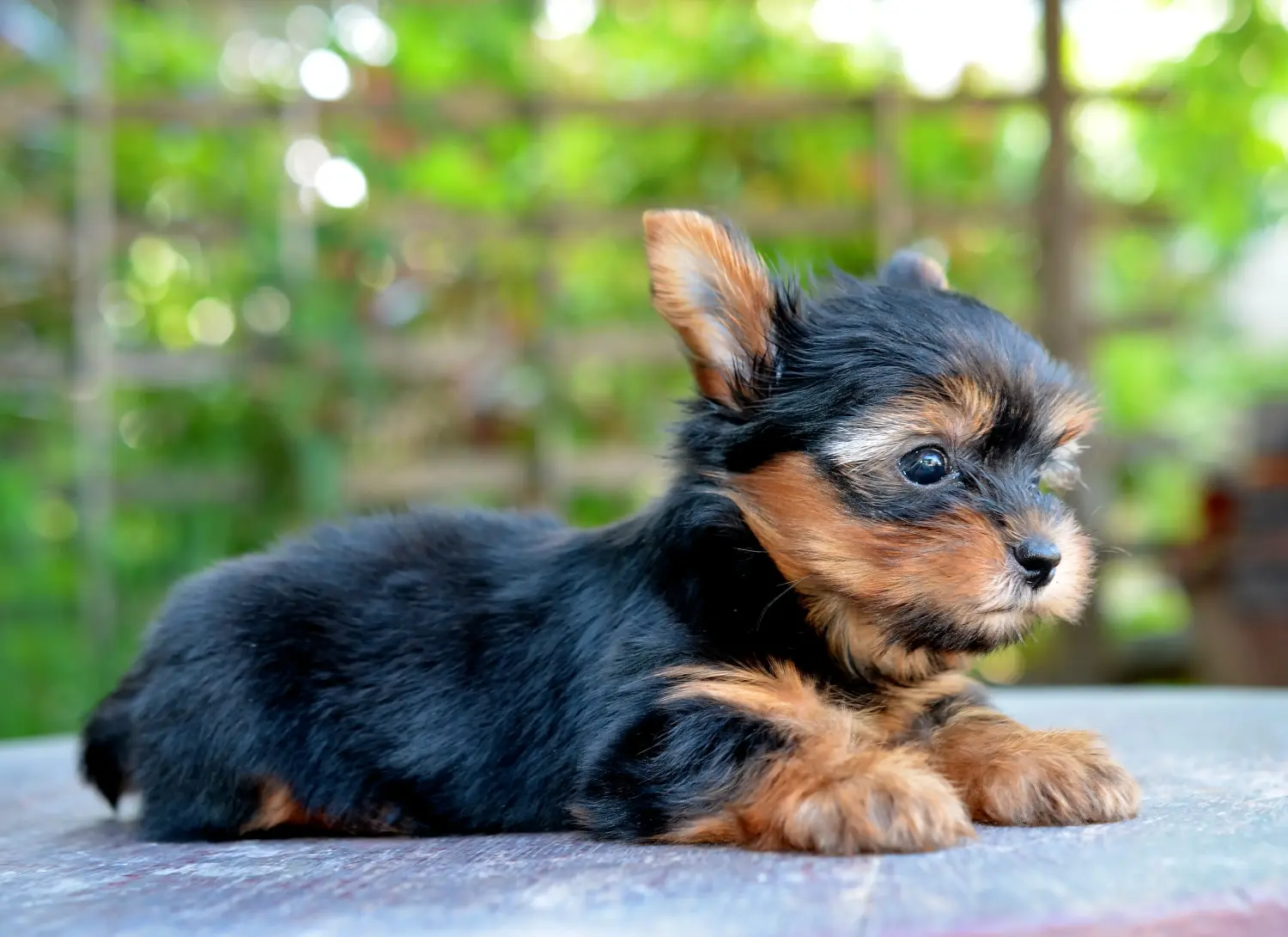 Yorkshire terrier kölyökkutya vásárlása felelősségvállalást jelent! Yorkshire terrier kiskutyák vásárlása.