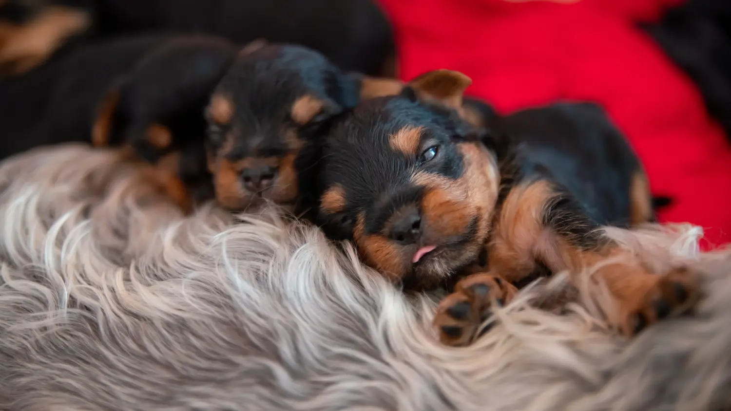 Yorkshire terrier kölyökkutya vásárlása felelősségvállalást jelent! Yorkshire terrier kiskutyák vásárlása.