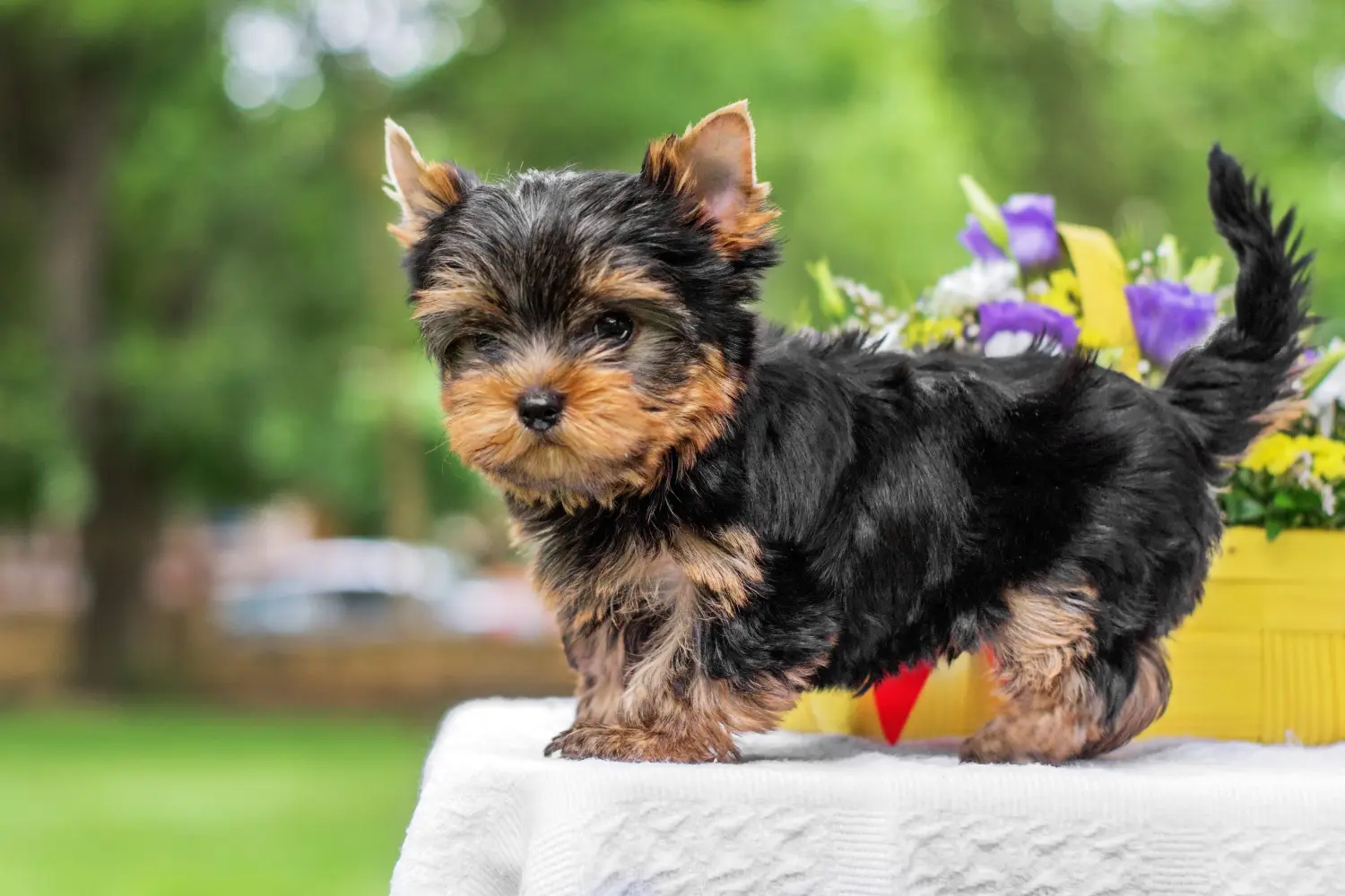 Yorkshire terrier kölyökkutya vásárlása felelősségvállalást jelent! Yorkshire terrier kiskutyák vásárlása.
