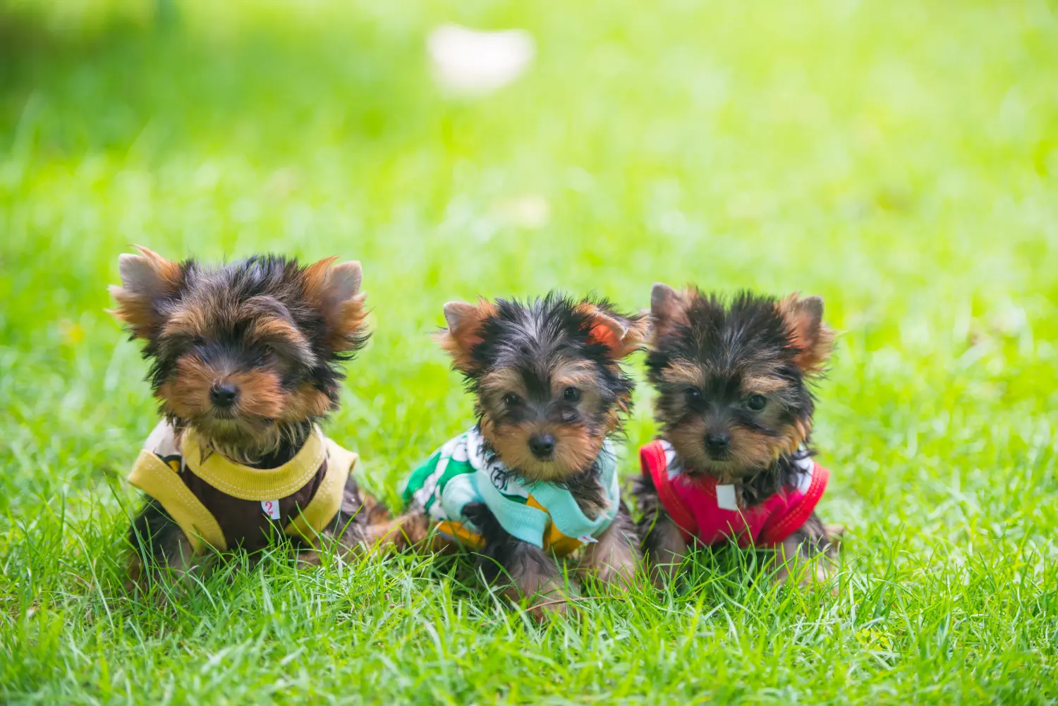 Yorkshire terrier kölyökkutya vásárlása felelősségvállalást jelent! Yorkshire terrier kiskutyák vásárlása.