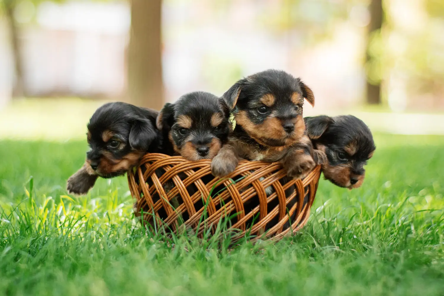 Yorkshire terrier kölyökkutya vásárlása felelősségvállalást jelent! Yorkshire terrier kiskutyák vásárlása.