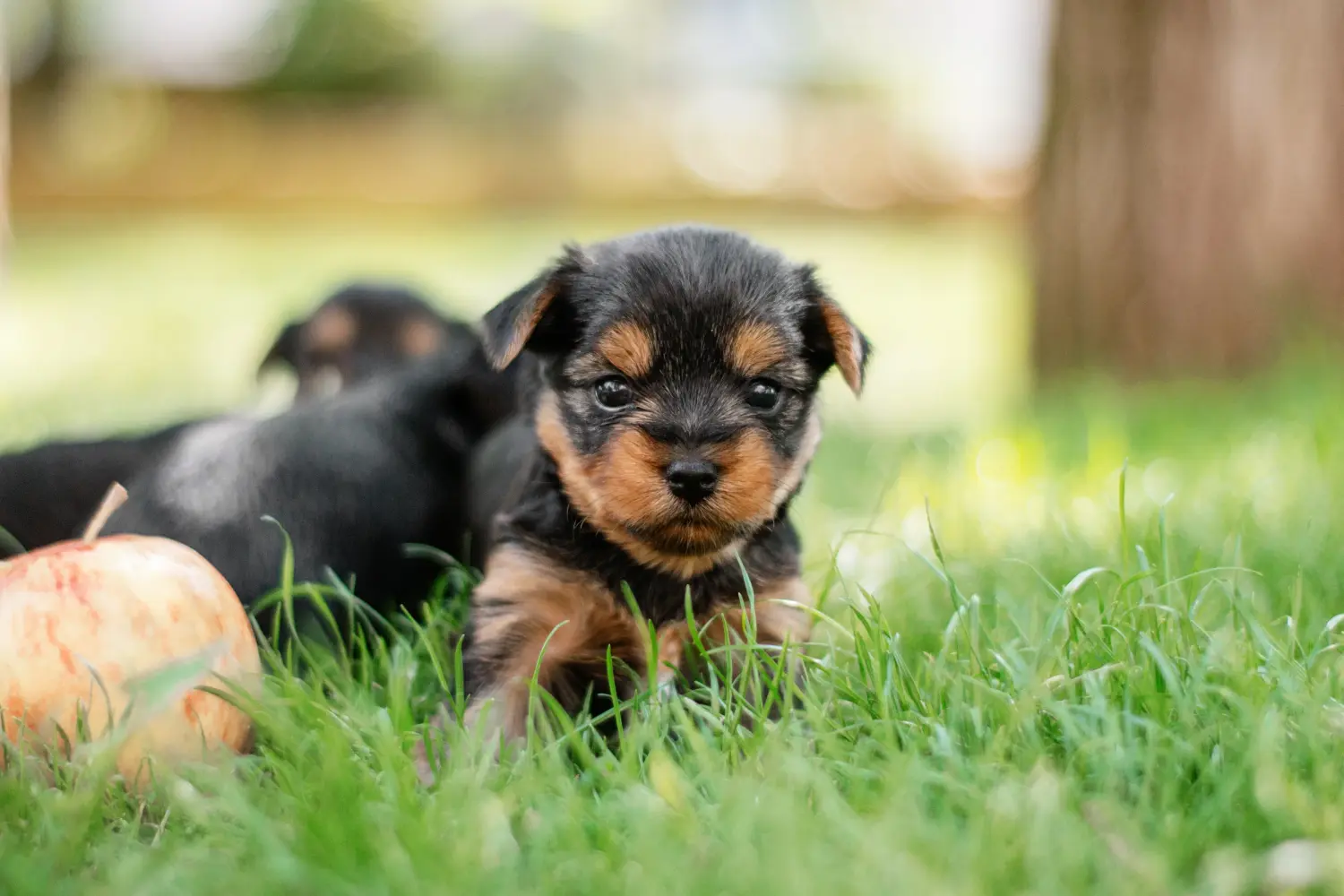 Yorkshire terrier kölyökkutya vásárlása felelősségvállalást jelent! Yorkshire terrier kiskutyák vásárlása.