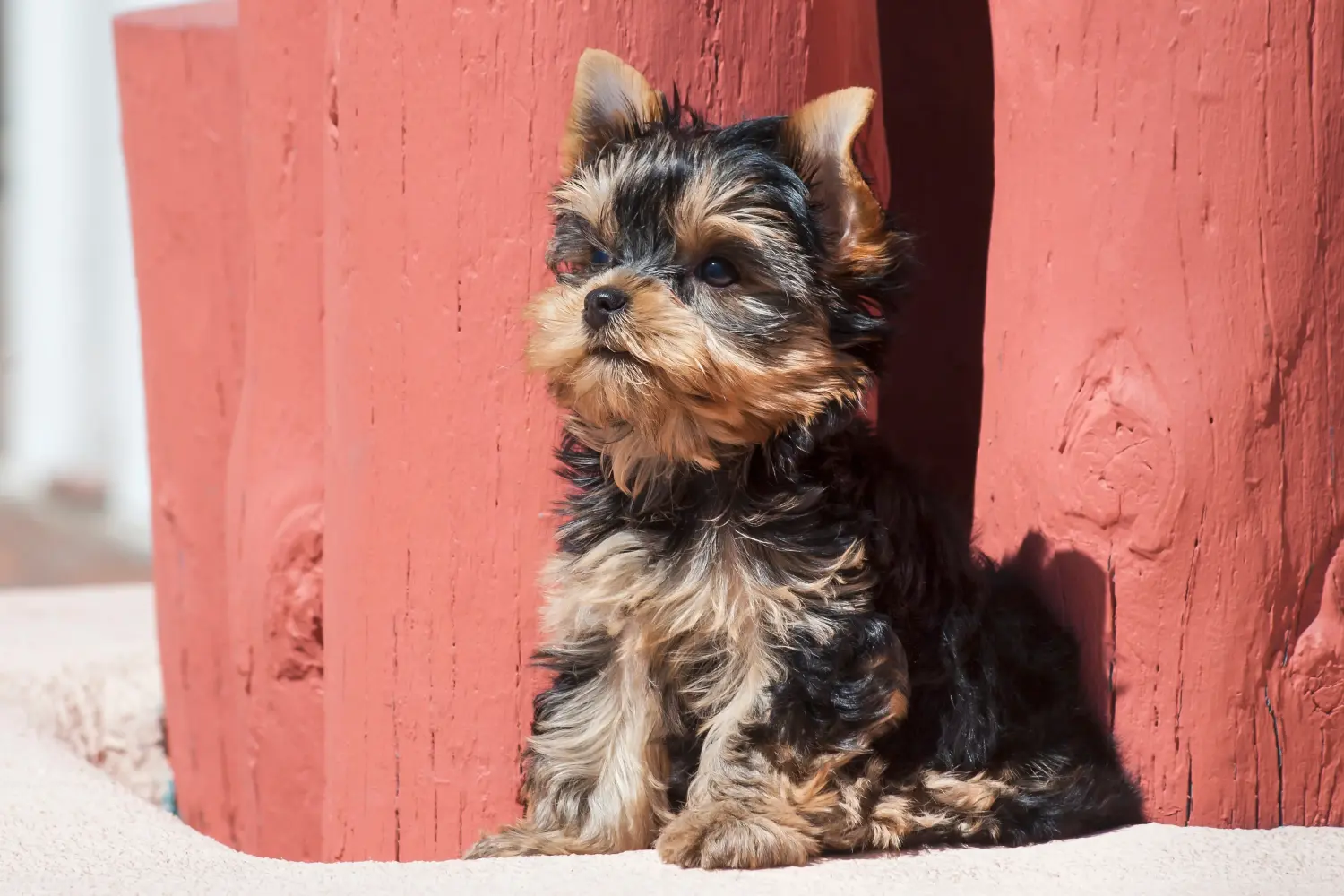 Yorkshire terrier kölyökkutya vásárlása felelősségvállalást jelent! Yorkshire terrier kiskutyák vásárlása.