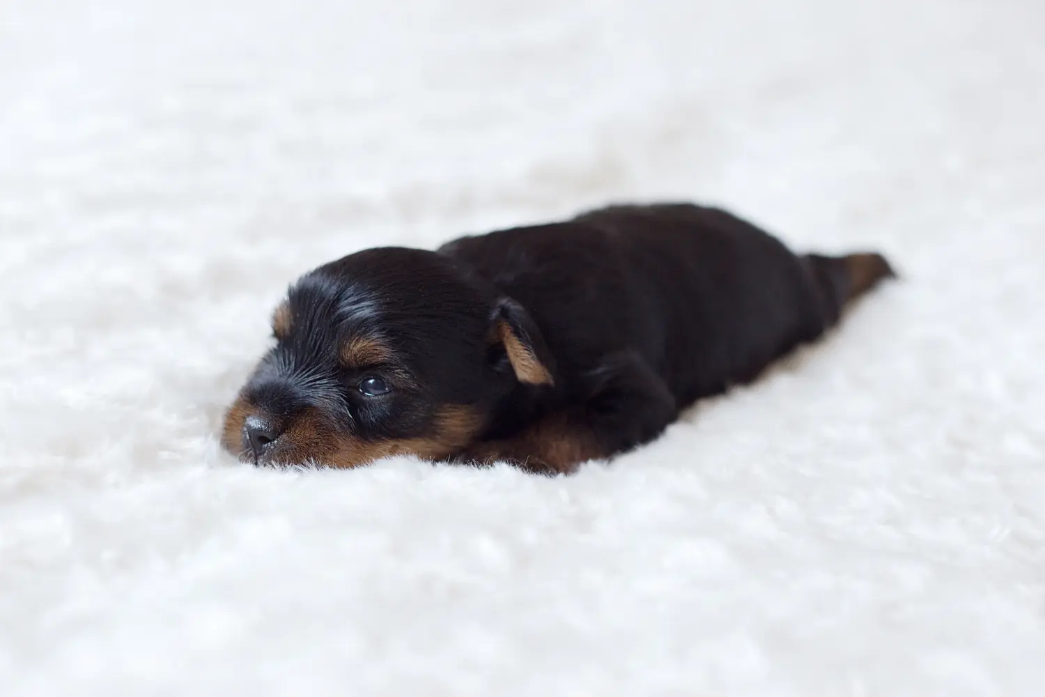 Yorkshire terrier kölyökkutya vásárlása felelősségvállalást jelent! Yorkshire terrier kiskutyák vásárlása.