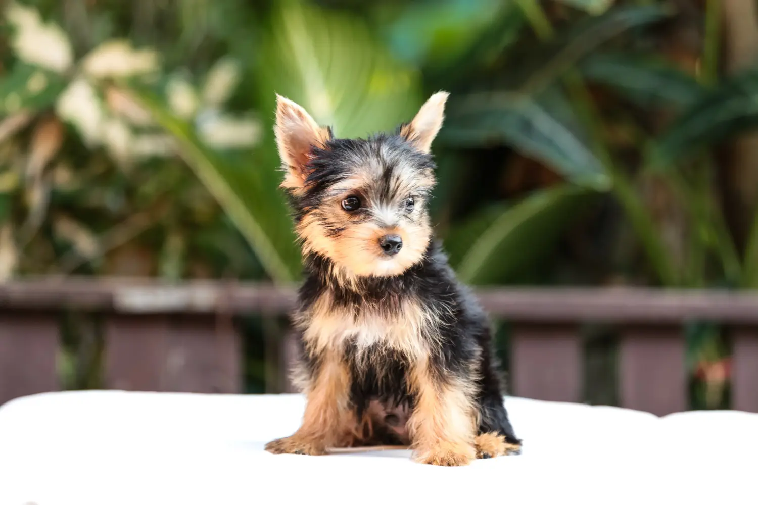 Yorkshire terrier kölyökkutya vásárlása felelősségvállalást jelent! Yorkshire terrier kiskutyák vásárlása.