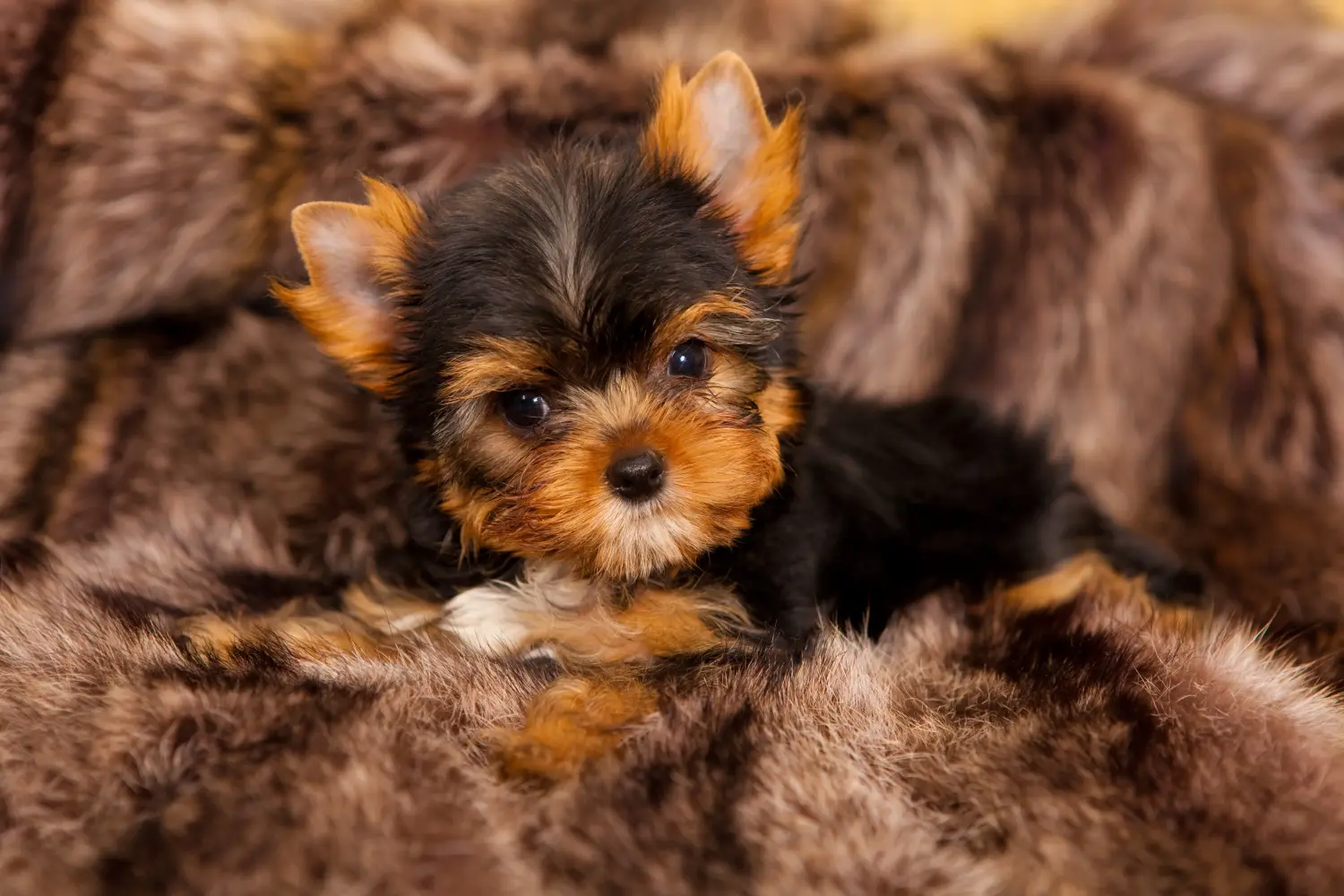 Yorkshire terrier kölyökkutya vásárlása felelősségvállalást jelent! Yorkshire terrier kiskutyák vásárlása.