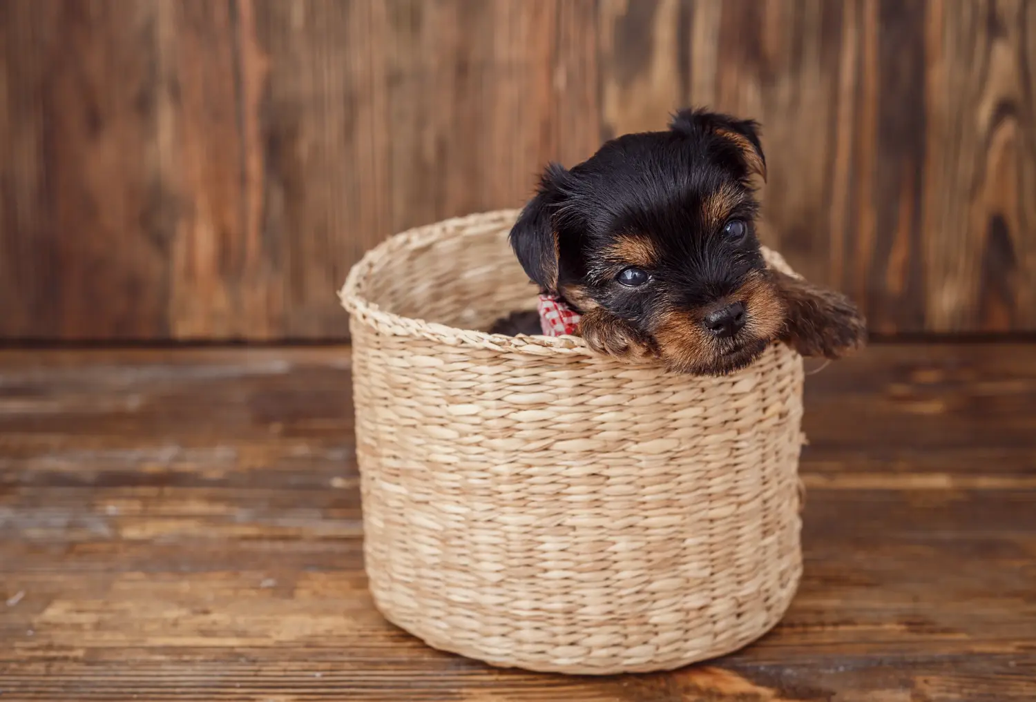 Yorkshire terrier kölyökkutya vásárlása felelősségvállalást jelent! Yorkshire terrier kiskutyák vásárlása.
