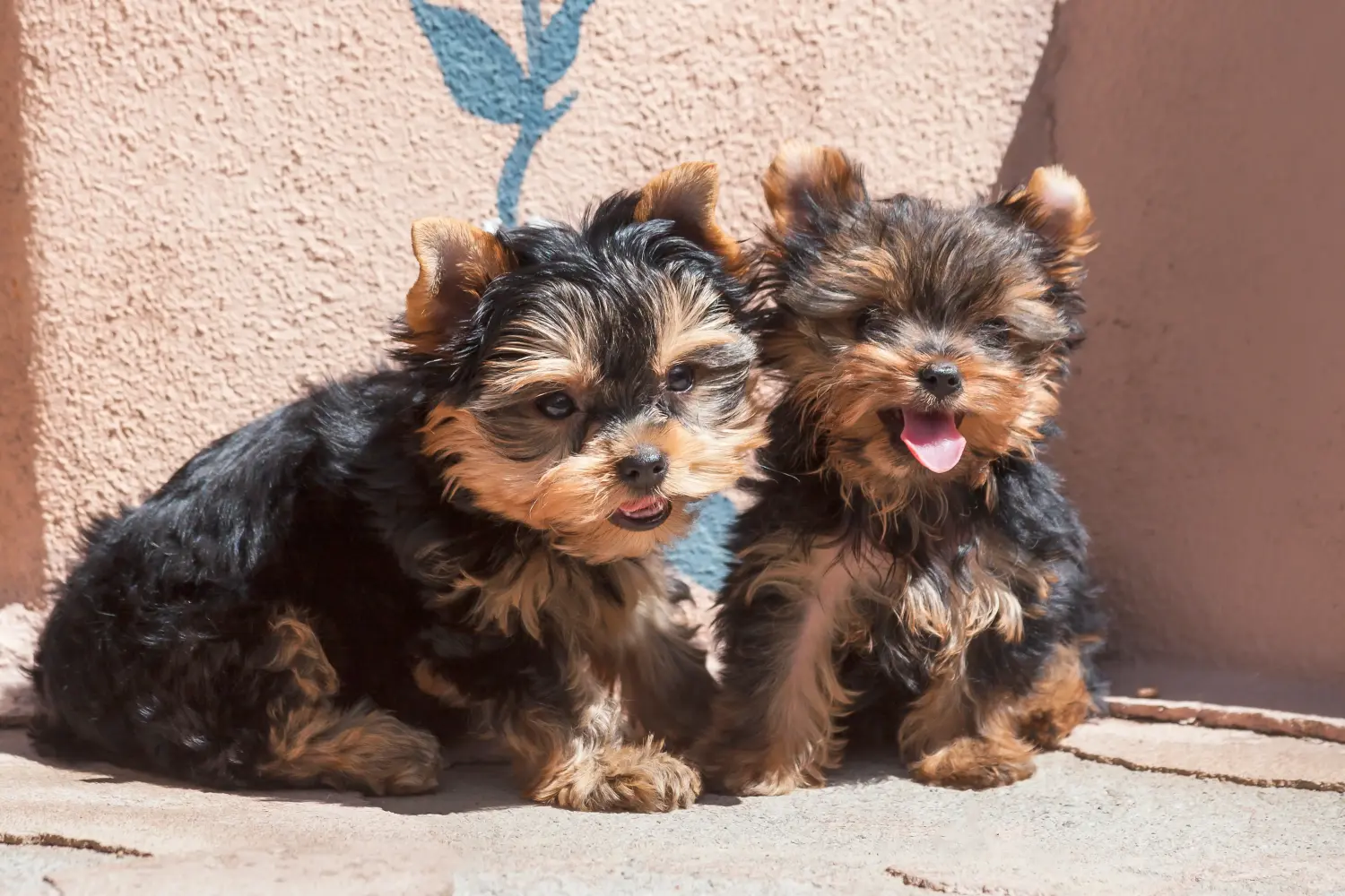 Yorkshire terrier kölyökkutya vásárlása felelősségvállalást jelent! Yorkshire terrier kiskutyák vásárlása.