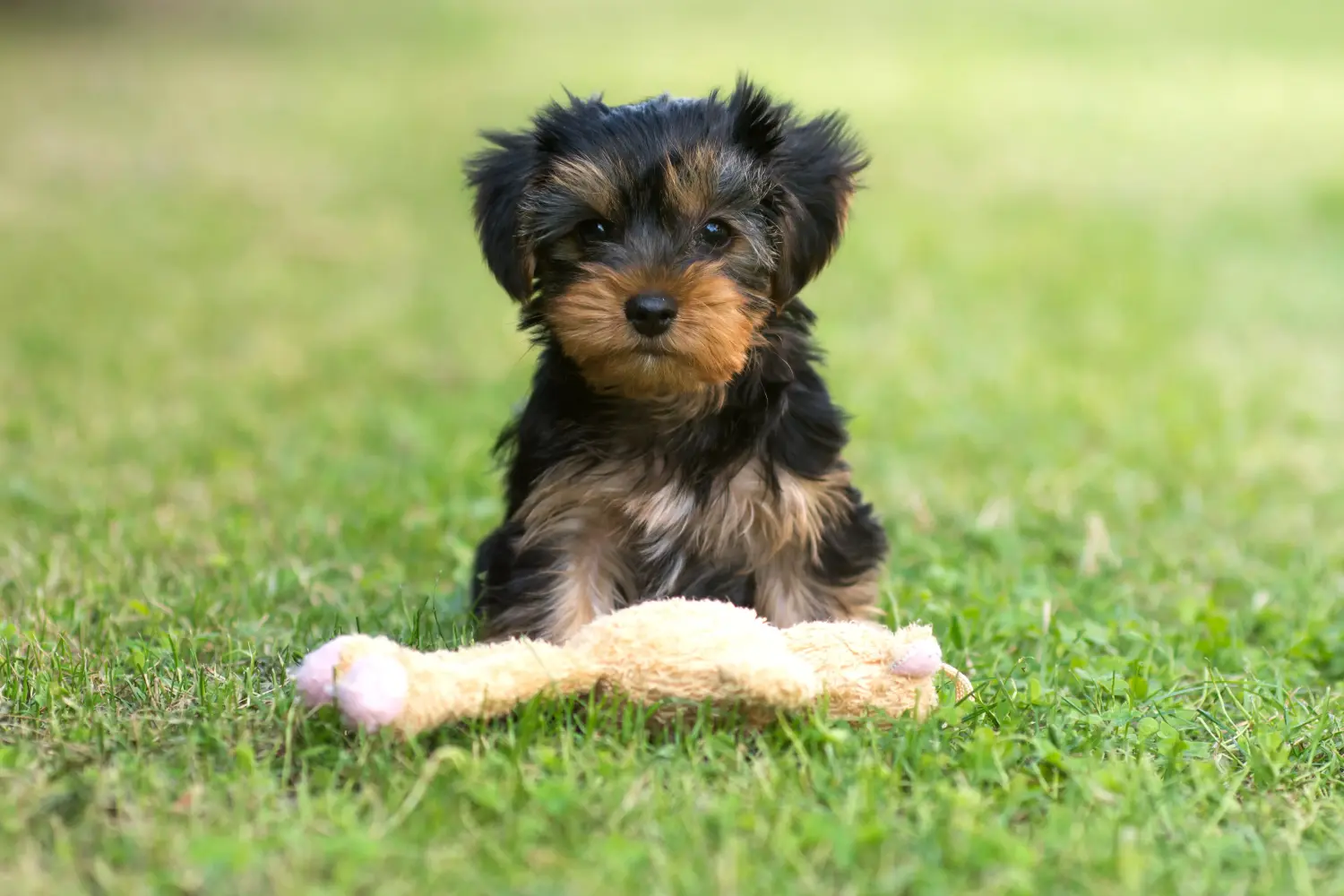 Yorkshire terrier kölyökkutya vásárlása felelősségvállalást jelent! Yorkshire terrier kiskutyák vásárlása.