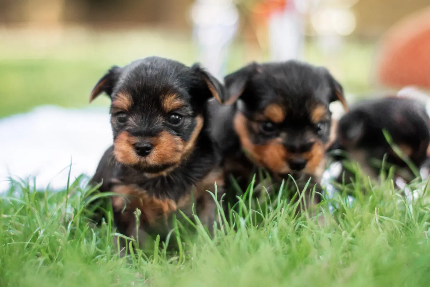 Yorkshire terrier kölyökkutya vásárlása felelősségvállalást jelent! Yorkshire terrier kiskutyák vásárlása.