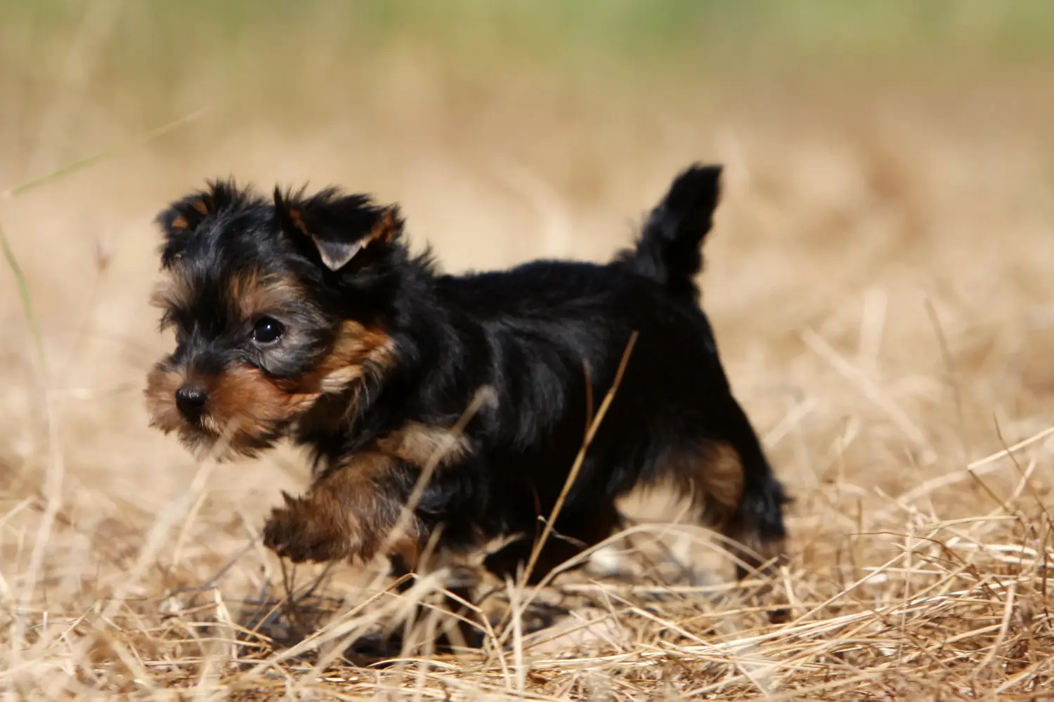 Yorkshire terrier kölyökkutya vásárlása felelősségvállalást jelent! Yorkshire terrier kiskutyák vásárlása.