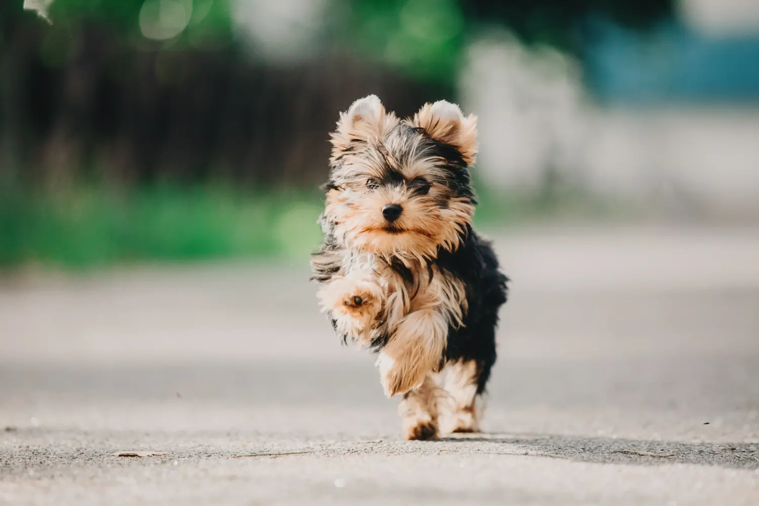 Yorkshire terrier kölyökkutya vásárlása felelősségvállalást jelent! Yorkshire terrier kiskutyák vásárlása.