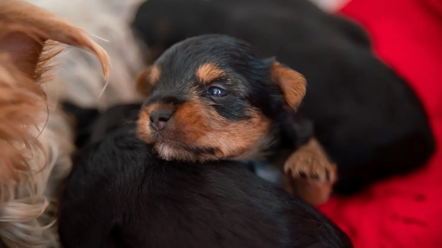 Yorkshire terrier kölyökkutya vásárlása felelősségvállalást jelent! Yorkshire terrier kiskutyák vásárlása.