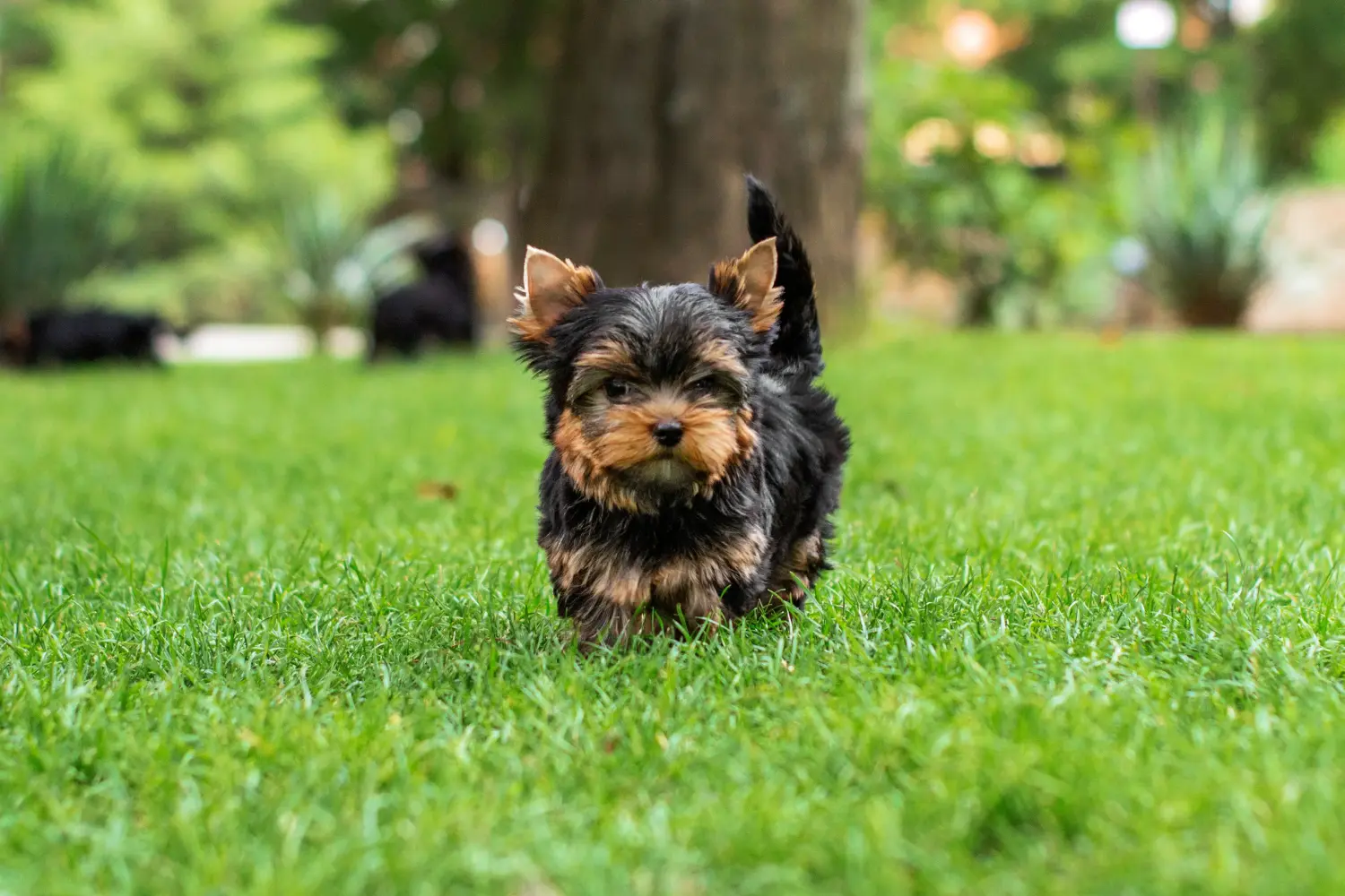 Yorkshire terrier kölyökkutya vásárlása felelősségvállalást jelent! Yorkshire terrier kiskutyák vásárlása.