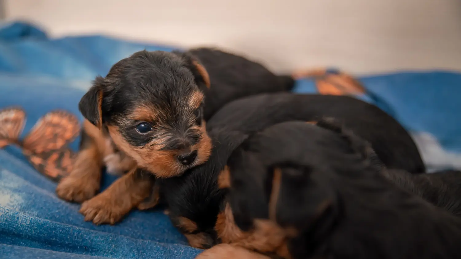 Yorkshire terrier kölyökkutya vásárlása felelősségvállalást jelent! Yorkshire terrier kiskutyák vásárlása.