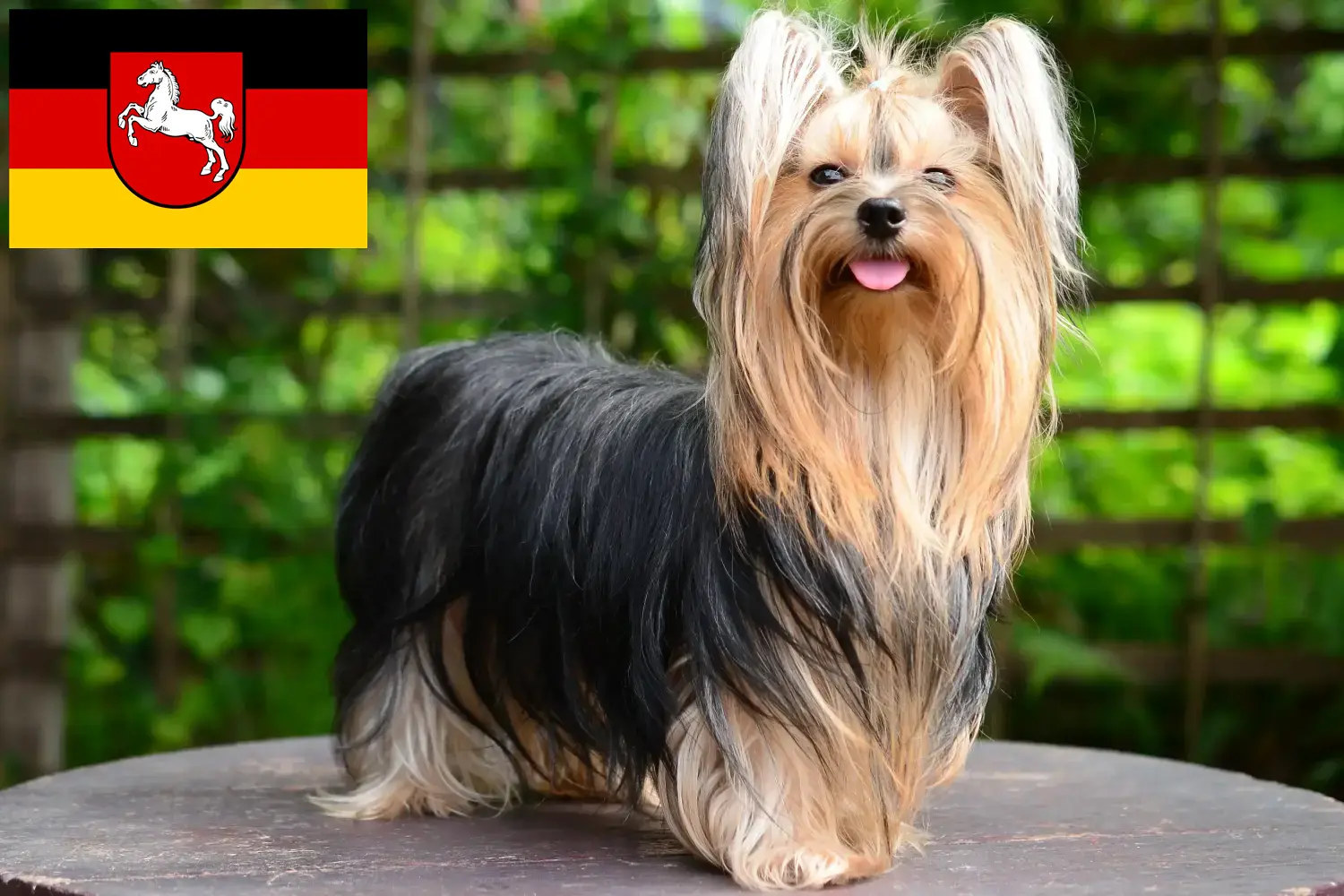 Yorkshire terrier kölykök és tenyésztő Alsó-Szászországban Itt találhat Yorkshire terrier tenyésztőket Alsó-Szászországban.