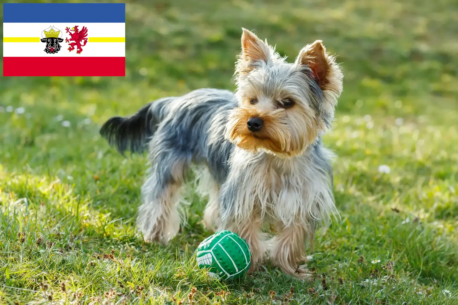 Yorkshire terrier kiskutyák és tenyésztők Mecklenburg-Vorpommern tartományban Itt találhat Yorkshire terrier tenyésztőket Mecklenburg-Elő-Pomeránia területén.