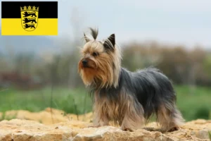 Read more about the article Yorkshire terrier tenyésztők és kiskutyák Baden-Württembergben