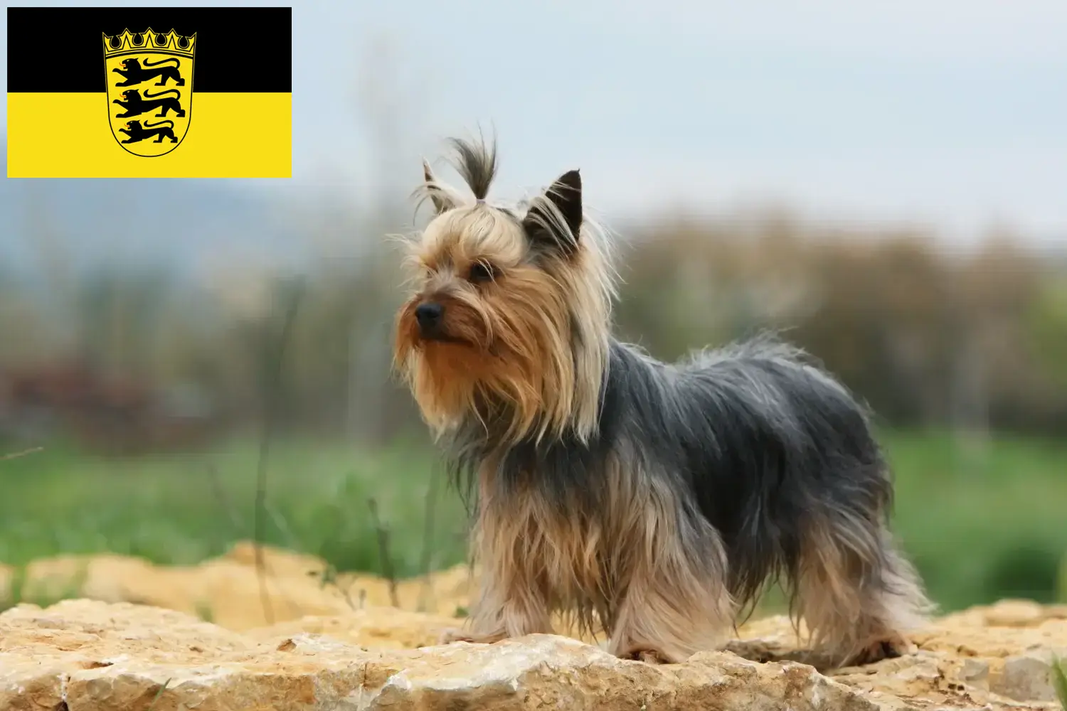 Yorkshire terrier kiskutyák és tenyésztők Baden-Württemberg tartományban Itt találhat Yorkshire terrier tenyésztőket Baden-Württembergben.