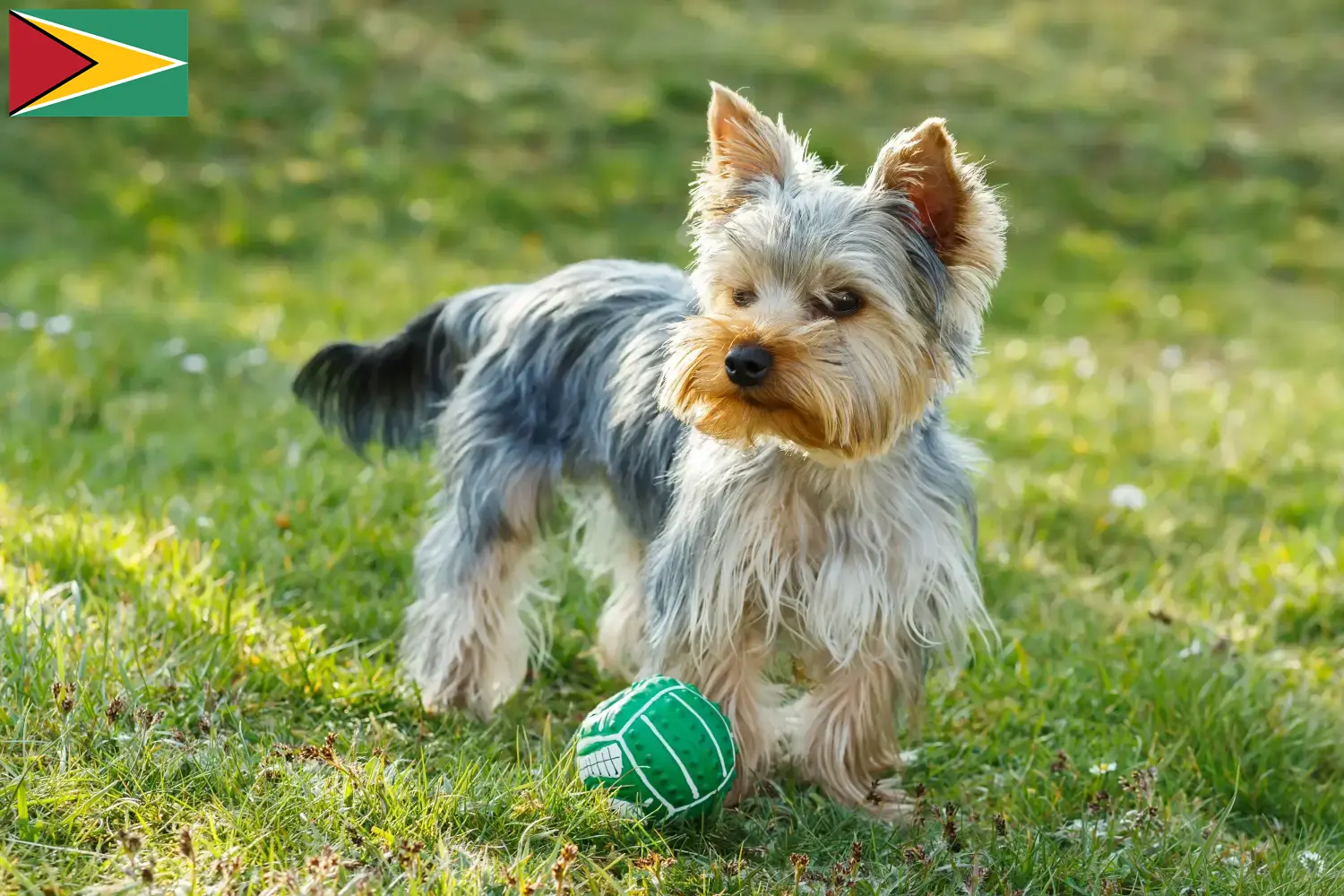 Yorkshire terrier kölykök és tenyésztő Guyana Keress Yorkshire terrier tenyésztőket Guyana területén.
