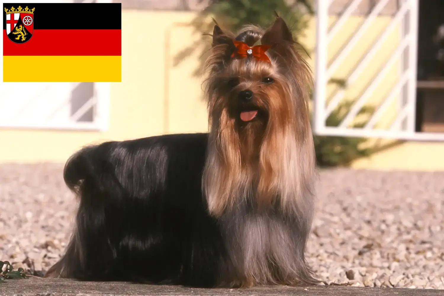 Yorkshire terrier kiskutyák és tenyésztők Rajna-vidék-Pfalz Itt találhatsz Yorkshire terrier tenyésztőket Rajna-vidék-Pfalzban.