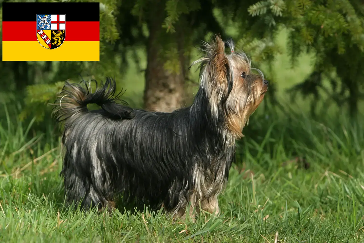 Yorkshire Terrier kiskutyák és tenyésztő Saarland Itt találhat Yorkshire terrier tenyésztőket Saar-vidéken.
