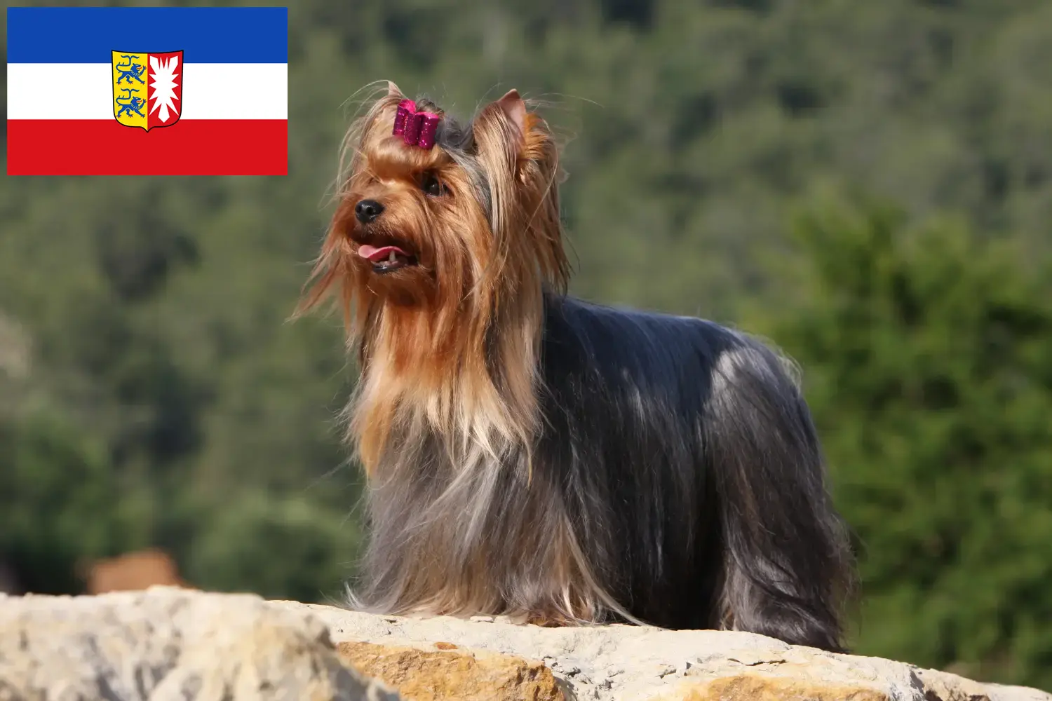 Yorkshire Terrier kölyökkutyák és tenyésztő Schleswig-Holstein Itt találhat Yorkshire terrier tenyésztőket Schleswig-Holstein területén.