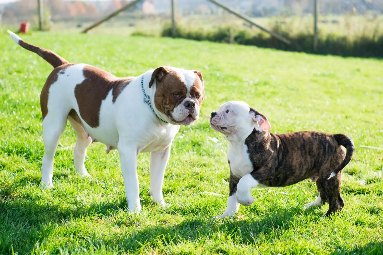 Amerikai bulldog kölyökkutya vásárlása felelősségvállalást jelent! Amerikai bulldog kiskutyák vásárlása.