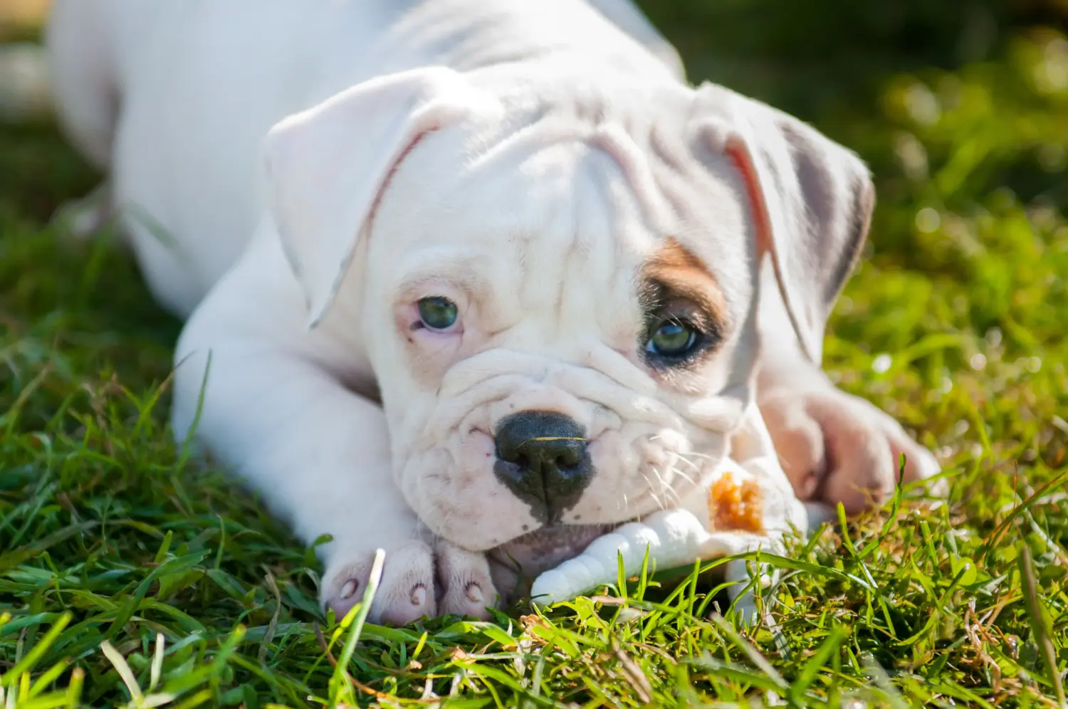 Amerikai bulldog kölyökkutya vásárlása felelősségvállalást jelent! Amerikai bulldog kiskutyák vásárlása.