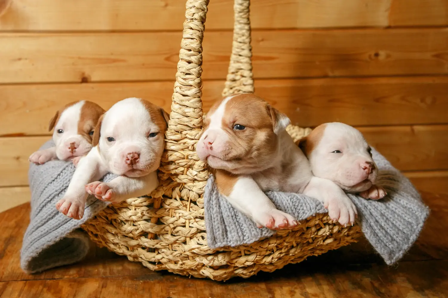 Amerikai bulldog kölyökkutya vásárlása felelősségvállalást jelent! Amerikai bulldog kiskutyák vásárlása.
