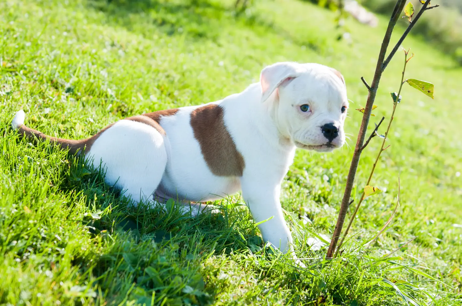 Amerikai bulldog kölyökkutya vásárlása felelősségvállalást jelent! Amerikai bulldog kiskutyák vásárlása.