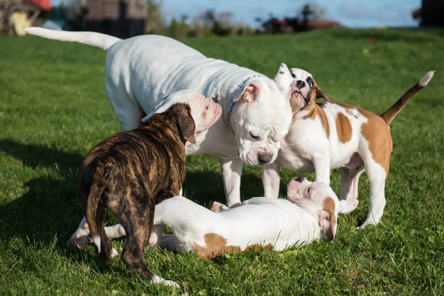 Amerikai bulldog kölyökkutya vásárlása felelősségvállalást jelent! Amerikai bulldog kiskutyák vásárlása.