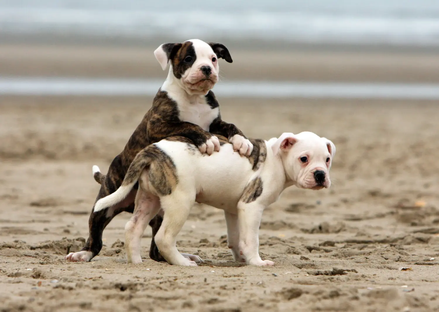 Amerikai bulldog kölyökkutya vásárlása felelősségvállalást jelent! Amerikai bulldog kiskutyák vásárlása.