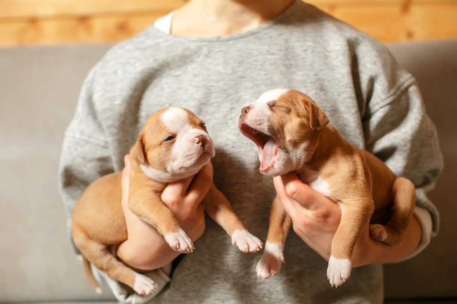 Amerikai bulldog kölyökkutya vásárlása felelősségvállalást jelent! Amerikai bulldog kiskutyák vásárlása.